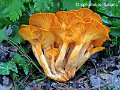 Omphalotus illudens-amf803